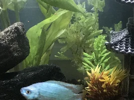 Urgent help on my dwarf gourami