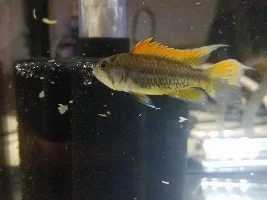 Gender ID Apistogramma cacatuoides