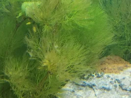 Plants struggling in new set up