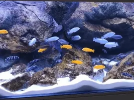 Help identifying cichlids and tank size