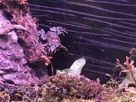 55g Himalayan Foothills Paludarium