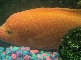 Disease Chiclid