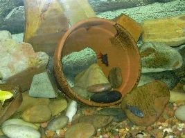 Fish Pictures