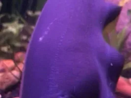 What is this on my Blackghost Knife Fish?