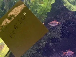VOTE NOW - February 2026 Fish of the Month Contest(Barbs)