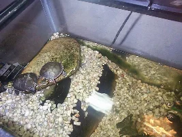 Pictures of some young painted turtles