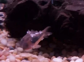 Help with my Cory cats