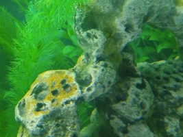 What the heck and how to get rid of it?
