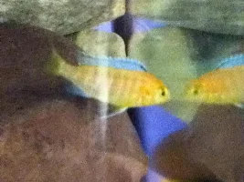 Former Newbie's African Cichlid Experience