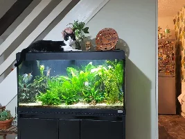 Photos of your Cats on Aquariums