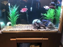 Can anyone help me with the name of my tank I have?
