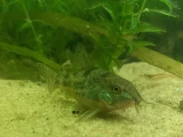 32 gallon planted tank
