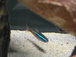 Strange behaviour and discolouration!? Advice please?