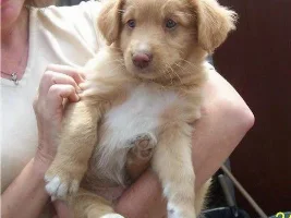 Puppy Name Suggestions