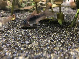 New Light and Cute fish&snails