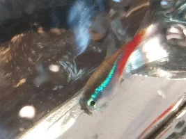 Neon tetra has black growth on face
