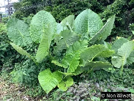 Plants Habitats