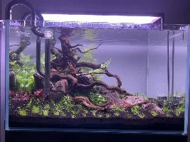 plants dying
