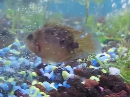 Journal of my juvenile blood parrot? Cinders and our bonding