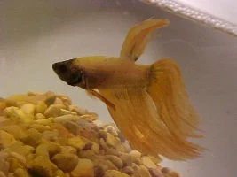 New Betta