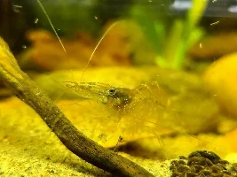 My 2 Year Old Ghost Shrimp