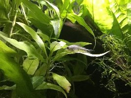 Julio Cory dying?
