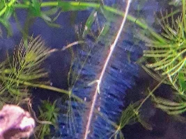 Is my Frog-bit algae bit?