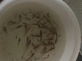 Just came home with guppies