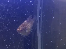 Golden Gourami lost some scales?