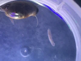 Planaria or Rhabdocoela