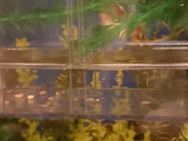 PLATY GIVING BIRTH