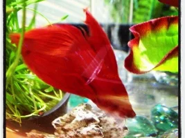 New Betta Photos :)