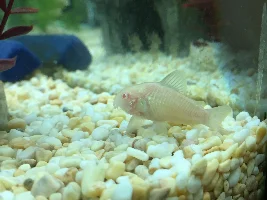 Has my albino lost its whiskers?