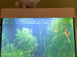 130 gallon planted tank