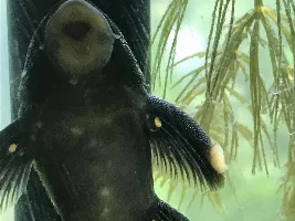 Growth on pleco