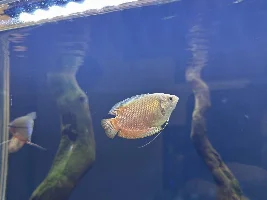 Angelfish issue in my Community Tank