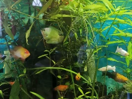 Sex dwarf gramies
