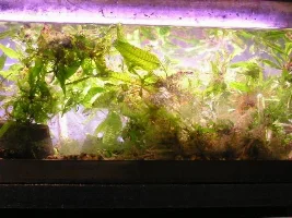 plant pics
