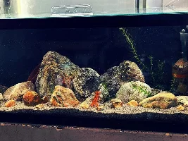 My Managerie of Tanks