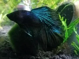 Share your bettas