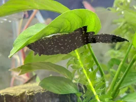 Thanks for all the help - happy fish pics