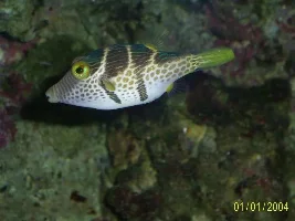 Eelzor's Marine Fish Gallery