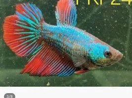 Breeding bettas(and which betta to choose to mate with disco)