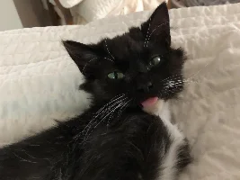 Show us your cat/s!