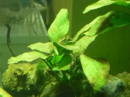 Plants not doing very, could do with some advice