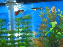 More tankmates