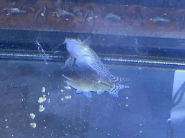 cory barbels degraded and white mouth