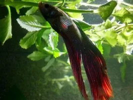 New Betta Home