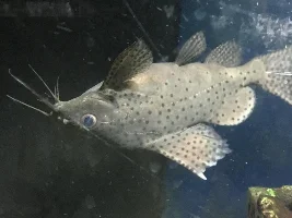 KINDLY POST A FISH OF YOURS