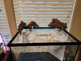 New 28 Gallon Riparian Tank with Custom Backdrop